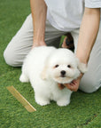 Coton de Tulear - Eamon