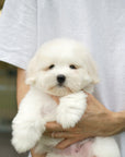 Coton de Tulear - Ronan