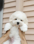 Coton de Tulear - Ronan