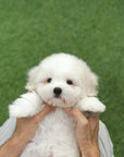 Coton de Tulear - Ronan