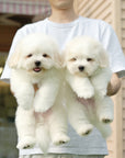 Coton de Tulear - Eamon