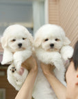 Coton de Tulear - Eamon