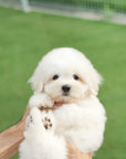 Coton de Tulear - Zinnia