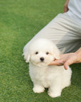 Coton de Tulear - Zinnia