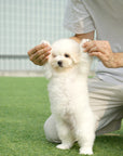 Coton de Tulear - Zinnia