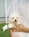 Coton de Tulear - Zinnia