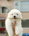 Coton de Tulear - Loki