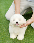 Coton de Tulear - Loki