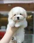 Coton de Tulear - Orion