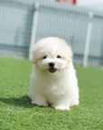 Coton de Tulear - Orion