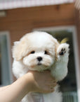 Coton de Tulear - Atlas