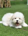 Coton de Tulear - Atlas