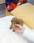 Tiny Poodle - Adgar