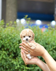 Tiny Poodle - Shara
