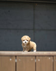 Tiny Poodle - Shara