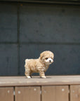 Tiny Poodle - Shara
