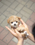 Tiny Poodle - Shara