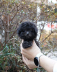 Tiny Silver Poodle - Lucy