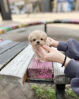 Mini Maltipoo - Lovely