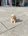 Mini Maltipoo - Lovely