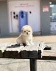 Mini Maltipoo - Micky