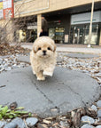 Mini Maltipoo - Micky