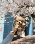 Mini Maltipoo - Bingo