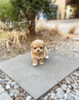 Mini Maltipoo - Bingo