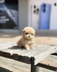Mini Maltipoo - Bingo