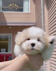 Coton de Tulear - Atlas