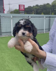 Mini Doodle - Milo