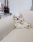 Coton de Tulear - Lucien