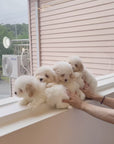 Coton de Tulear - Nox