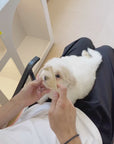 Coton de Tulear - Toby