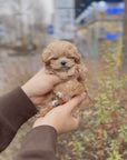 Mini Maltipoo - Alber