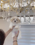 Coton de Tulear - Odette