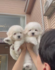 Coton de Tulear - Eamon