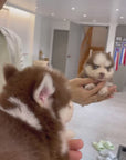 Pomsky - Rusty
