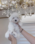 Coton de Tulear - Snowy