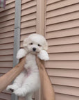 Coton de Tulear - Ronan
