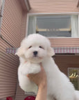 Coton de Tulear - Eamon
