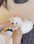 Coton de Tulear - Nox