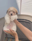 Coton de Tulear - Teddy