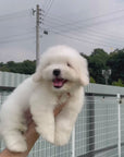 Coton de Tulear - Loki