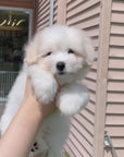 Coton de Tulear - Orion
