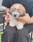 Coton de Tulear - Bijou