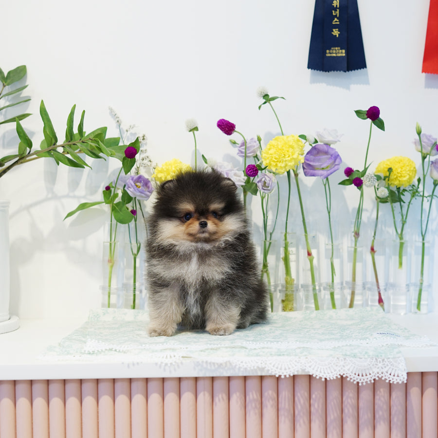 Pomeranian - Ferdianand