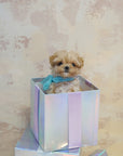 Mini Maltipoo - Peach