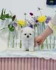 Teddy Bichon - Polly