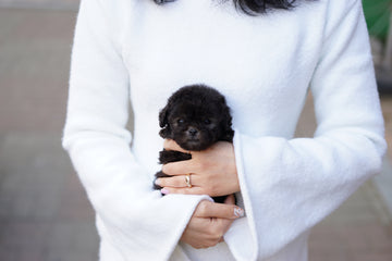 Tiny Poodle - Gemma
